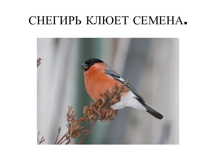 СНЕГИРЬ КЛЮЕТ СЕМЕНА.