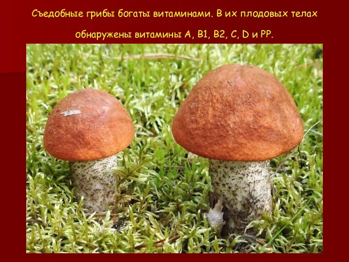 Съедобные грибы богаты витаминами. В их плодовых телах обнаружены витамины