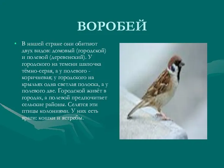 ВОРОБЕЙ В нашей стране они обитают двух видов: домовый (городской)