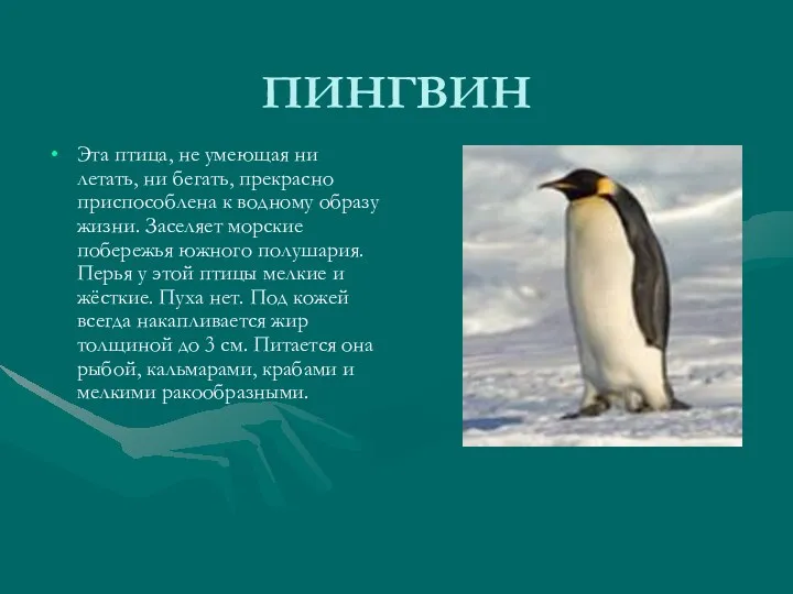 ПИНГВИН Эта птица, не умеющая ни летать, ни бегать, прекрасно