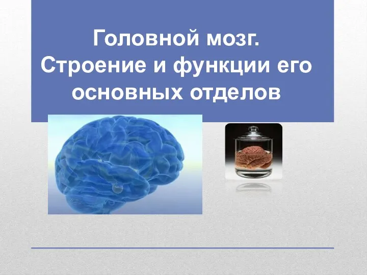 Головной мозг. Строение и функции его основных отделов