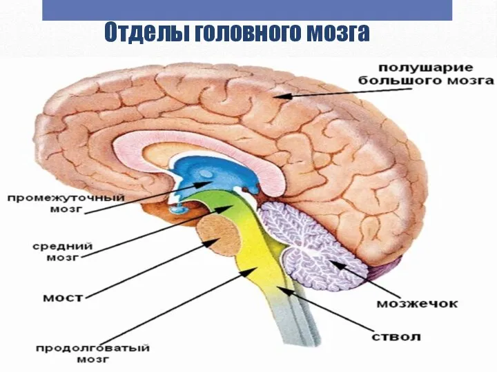 Отделы головного мозга