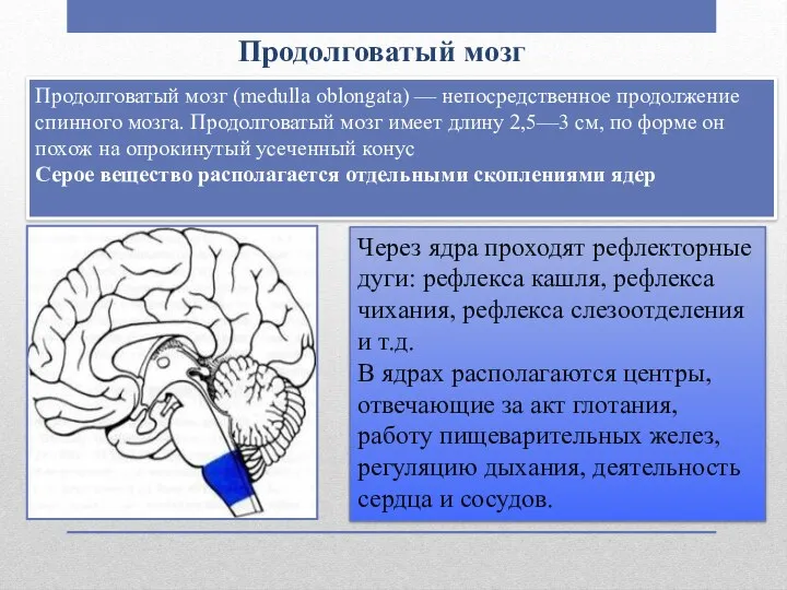 Продолговатый мозг Продолговатый мозг (medulla oblongata) — непосредственное продолжение спинного мозга. Продолговатый мозг