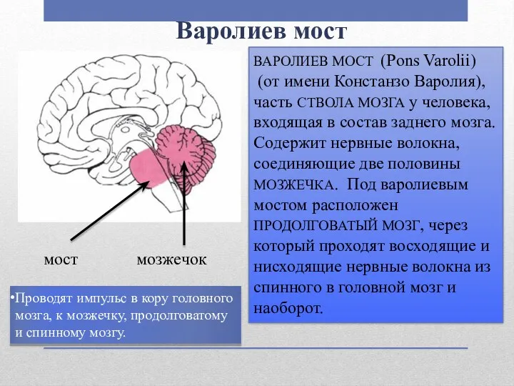 Варолиев мост ВАРОЛИЕВ МОСТ (Pons Varolii) (от имени Констанзо Варолия), часть СТВОЛА МОЗГА