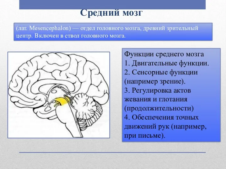 Средний мозг Функции среднего мозга 1. Двигательные функции. 2. Сенсорные функции (например зрение).