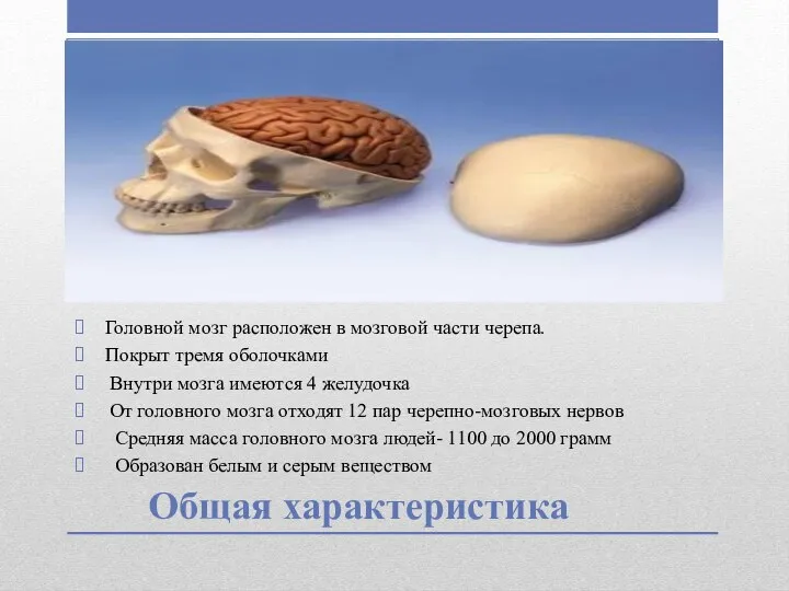 Общая характеристика Головной мозг расположен в мозговой части черепа. Покрыт тремя оболочками Внутри