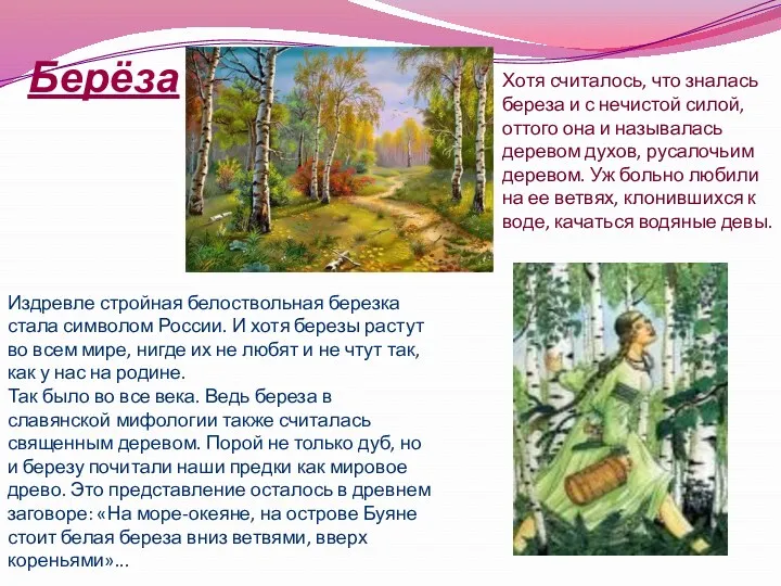 Берёза Издревле стройная белоствольная березка стала символом России. И хотя березы растут во
