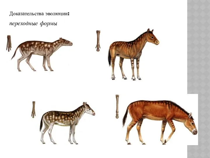 Доказательства эволюции: переходные формы