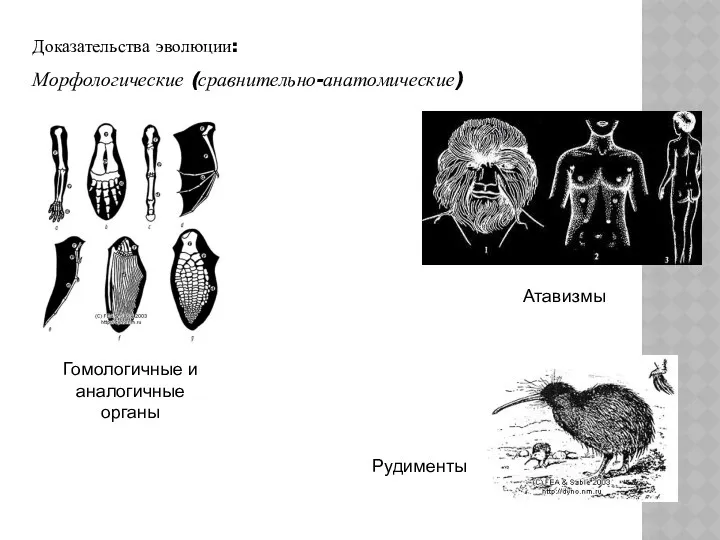 Доказательства эволюции: Морфологические (сравнительно-анатомические) Гомологичные и аналогичные органы Атавизмы Рудименты