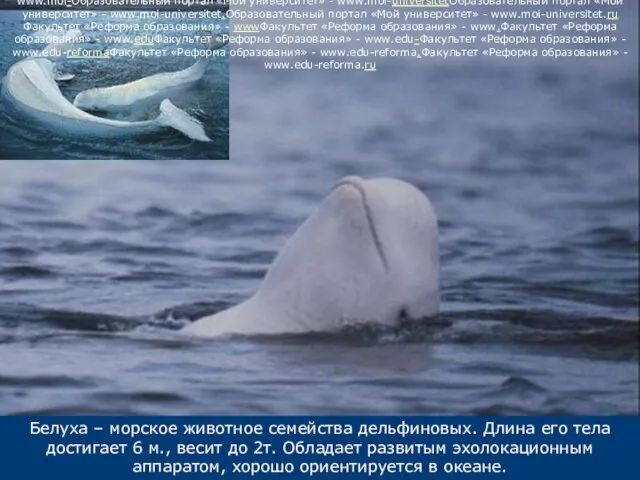 Белуха – морское животное семейства дельфиновых. Длина его тела достигает