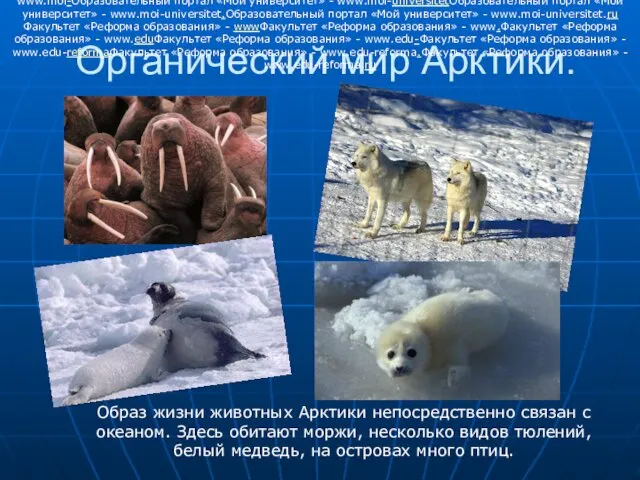 Органический мир Арктики. Образ жизни животных Арктики непосредственно связан с