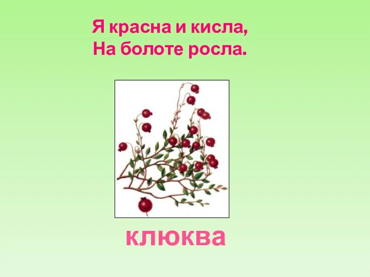 Я красна и кисла, На болоте росла. клюква