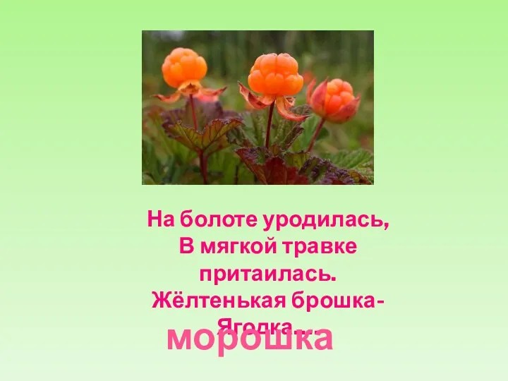 На болоте уродилась, В мягкой травке притаилась. Жёлтенькая брошка- Ягодка…. морошка