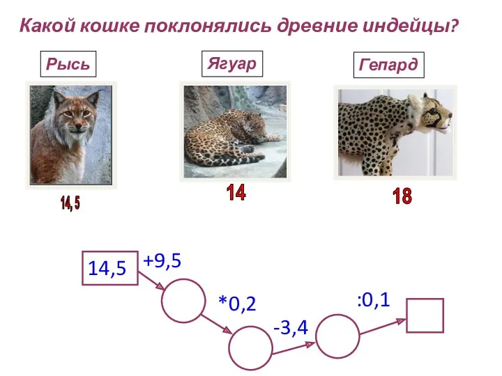 Какой кошке поклонялись древние индейцы? 14,5 +9,5 *0,2 -3,4 :0,1 Рысь Ягуар Гепард