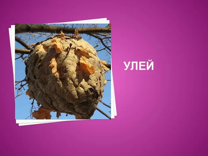 улей