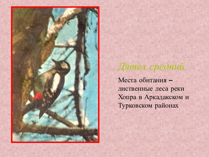 Дятел средний Места обитания – лиственные леса реки Хопра в Аркадакском и Турковском районах