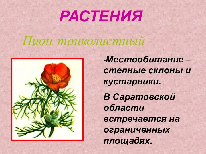 РАСТЕНИЯ Пион тонколистный -Местообитание – степные склоны и кустарники. В Саратовской области встречается на ограниченных площадях.