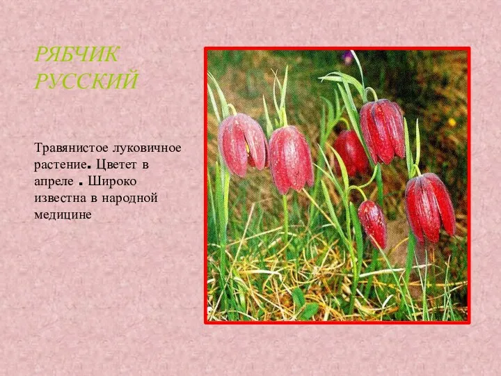 РЯБЧИК РУССКИЙ Травянистое луковичное растение. Цветет в апреле . Широко известна в народной медицине