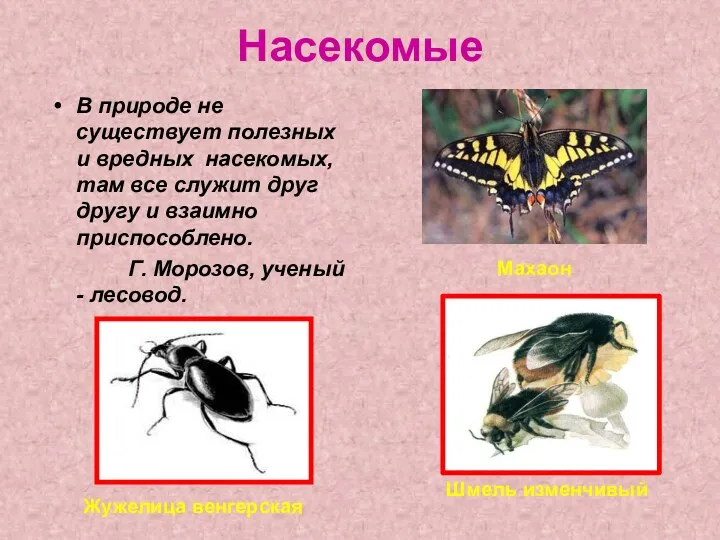 Насекомые В природе не существует полезных и вредных насекомых, там