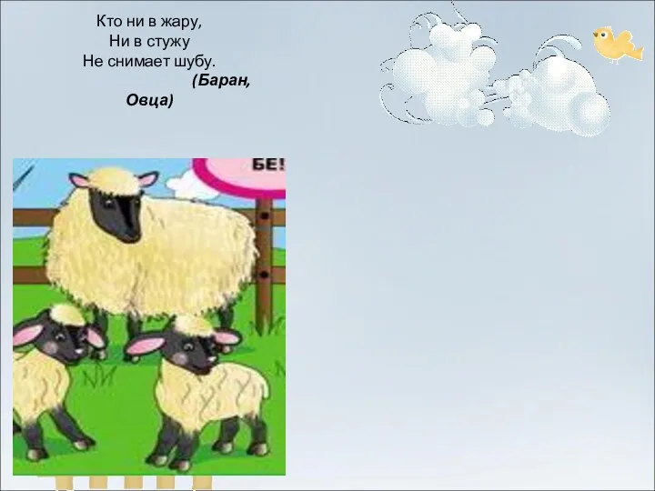 Кто ни в жару, Ни в стужу Не снимает шубу. (Баран, Овца)