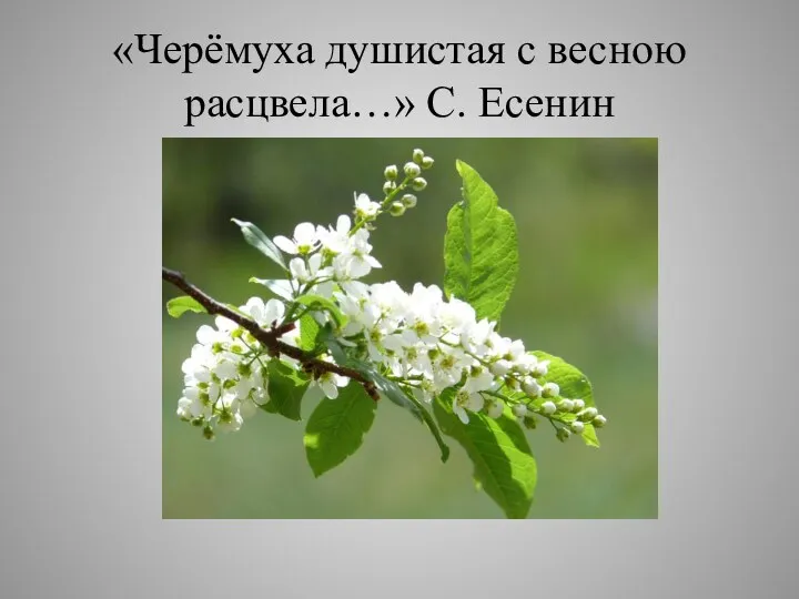 «Черёмуха душистая с весною расцвела…» С. Есенин