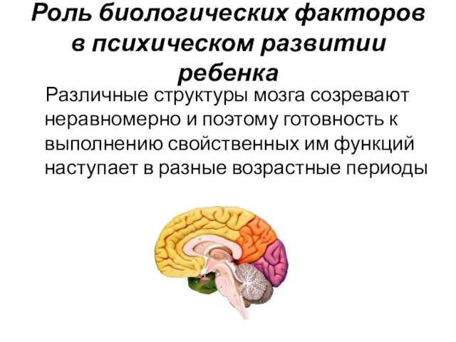 Роль биологических факторов в психическом развитии ребенка Различные структуры мозга