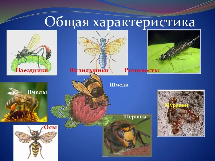 Общая характеристика Наездники Пилильщики Рогохвосты Пчелы Осы Шершни Муравьи Шмели