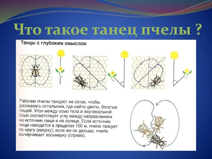 Что такое танец пчелы ?