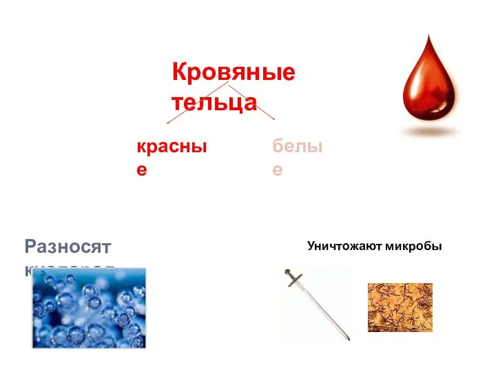 Кровяные тельца красные белые Разносят кислород Уничтожают микробы