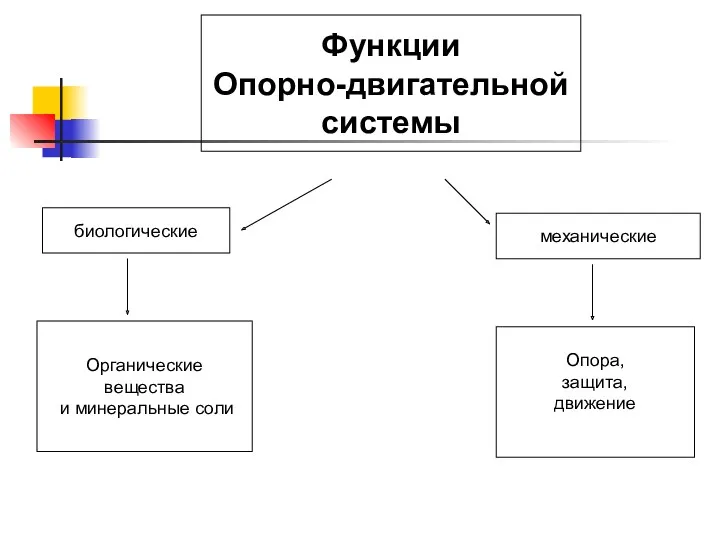 Функции Опорно-двигательной системы биологические механические Органические вещества и минеральные соли Опора, защита, движение