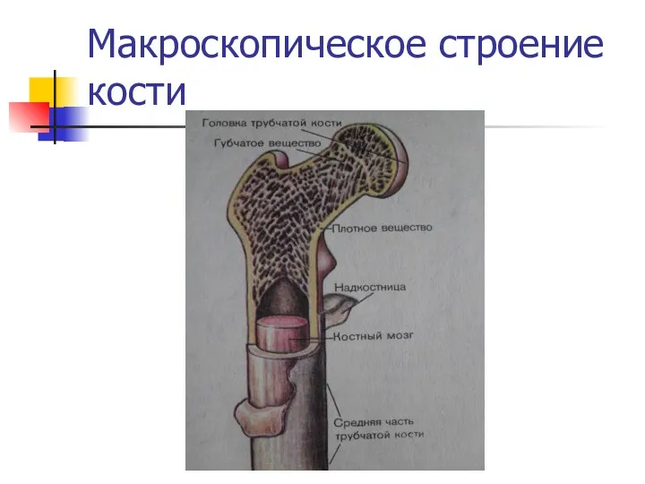 Макроскопическое строение кости