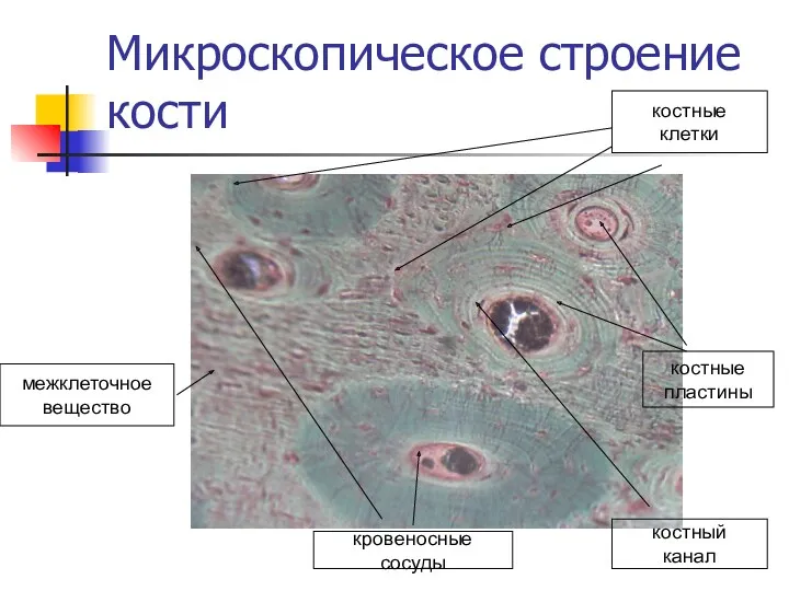 Микроскопическое строение кости костные пластины межклеточное вещество костные клетки кровеносные сосуды костный канал