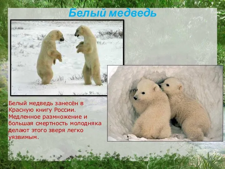Белый медведь Белый медведь занесён в Красную книгу России. Медленное размножение и большая