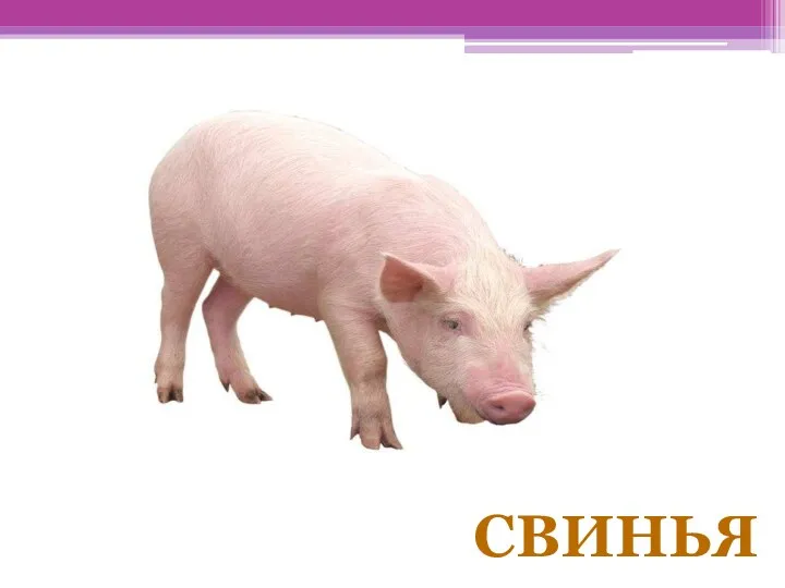 СВИНЬЯ