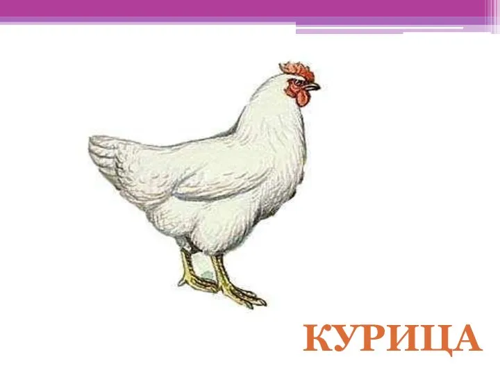 КУРИЦА