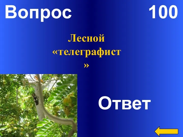 Вопрос 100 Ответ Лесной «телеграфист»