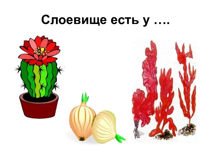 Слоевище есть у ….