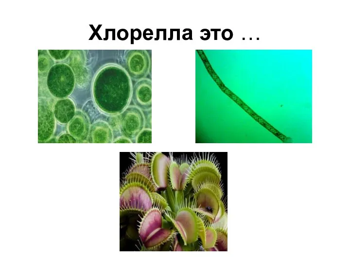 Хлорелла это …