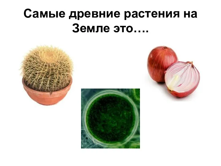 Самые древние растения на Земле это….