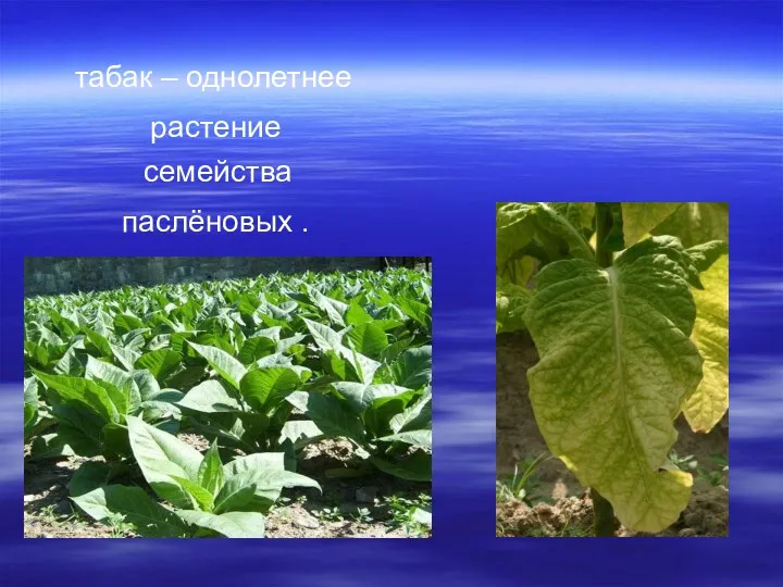 табак – однолетнее растение семейства паслёновых .