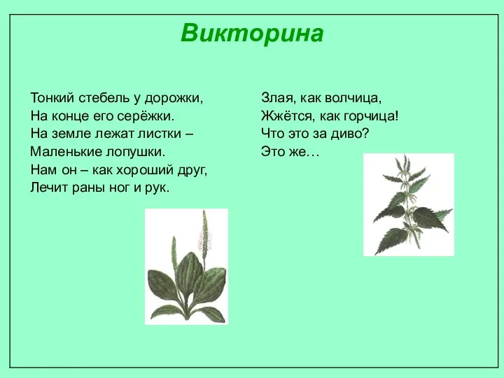 Викторина Тонкий стебель у дорожки, На конце его серёжки. На