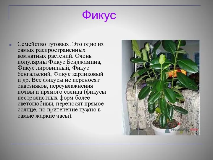 Фикус Семейство тутовых. Это одно из самых распространенных комнатных растений. Очень популярны Фикус