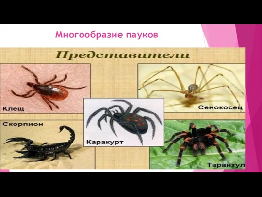 Многообразие пауков