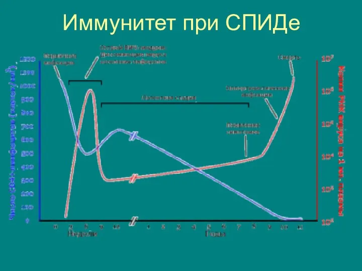 Иммунитет при СПИДе