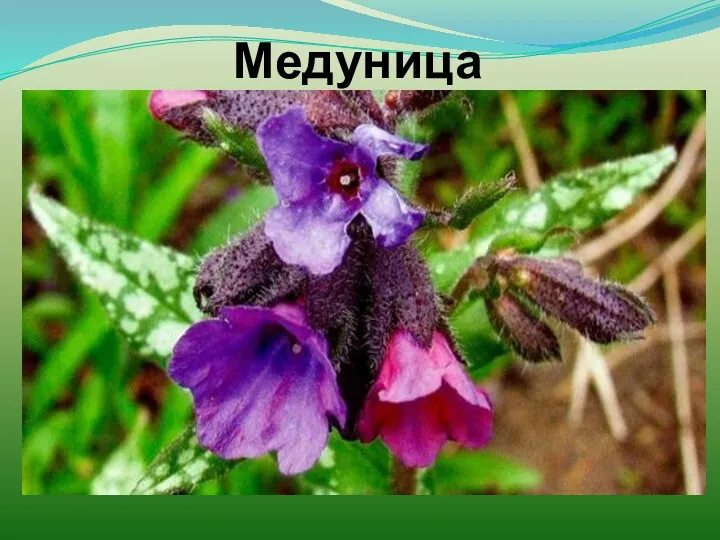 Медуница