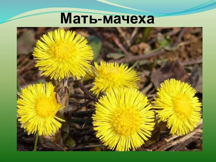 Мать-мачеха