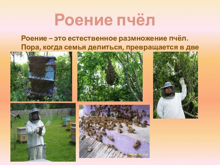 Роение пчёл Роение – это естественное размножение пчёл. Пора, когда семья делиться, превращается в две семьи.