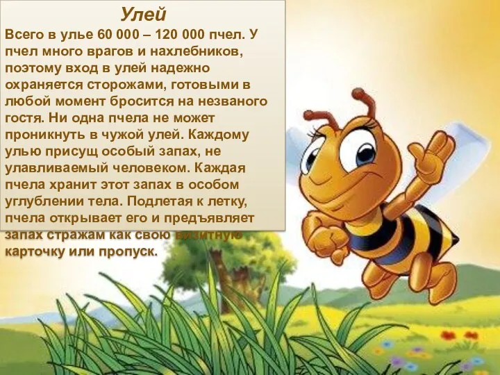 Улей Всего в улье 60 000 – 120 000 пчел.