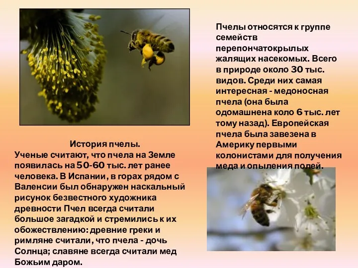 История пчелы. Ученые считают, что пчела на Земле появилась на