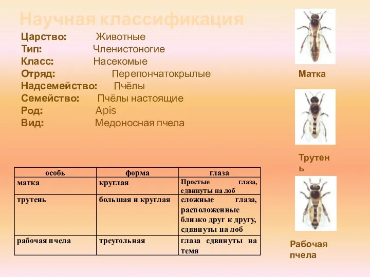 Царство: Животные Тип: Членистоногие Класс: Насекомые Отряд: Перепончатокрылые Надсемейство: Пчёлы